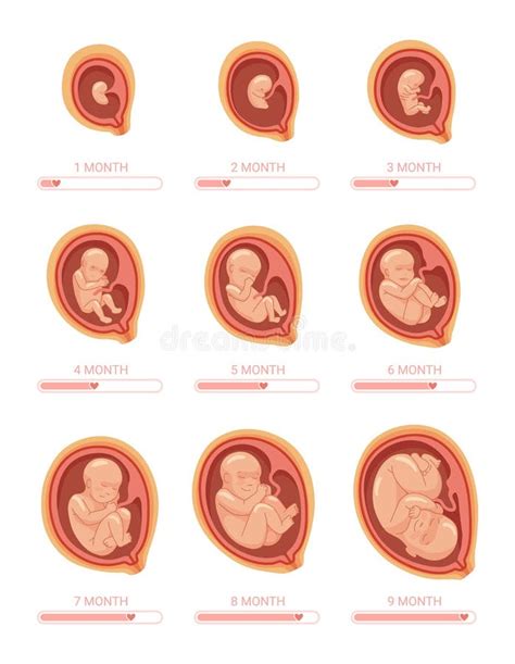 Estadios Del Feto En El Vientre Tiempo De Desarrollo Prenatal Semanas