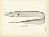 Cutlass-Fish - 1884 Print | Muir Way