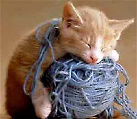 Kittens Playing With Yarn | Funny and Cute Cats Gallery