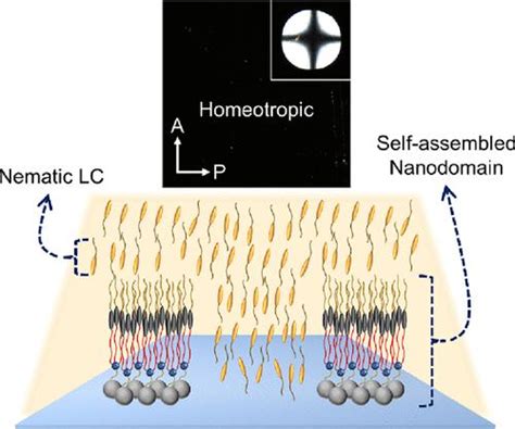 Fullerene Based Nanosurfactant For The Automatic Homeotropic Alignment