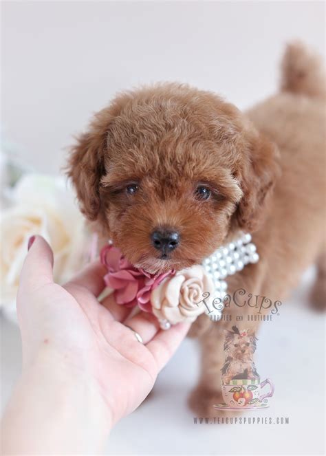 The Most Adorable Poodles Ever Teacups Puppies And Boutique