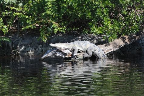 American Crocodile in the Everglades, ... | Stock image | Colourbox