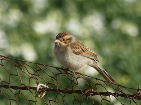 Clay Colored Sparrow Purisima Cbc Peterschneekloth Flickr