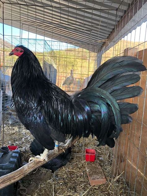 Prieto Gamefowl Gallinas Y Gallos De Pelea