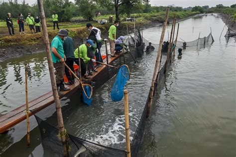 Dkpp Surabaya Bagikan Hasil Panen Bandeng Ke Warga Mbr Beritalima