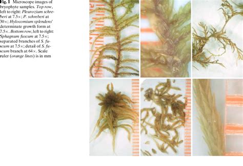 Microscope Images Of Bryophyte Samples Top Row Left To Right