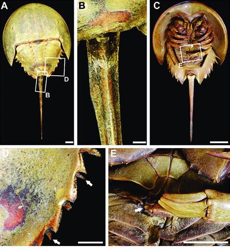 Limulus polyphemus specimens with abnormal moveable spines, appendages ...