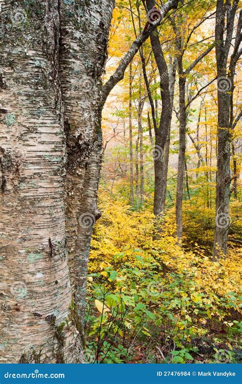 Arbre De Bouleau Jaune D Automne Et For T D Appalache Photo Stock