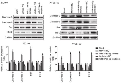 Mir 378a 3p Suppresses The Expression Of Associated Proteins