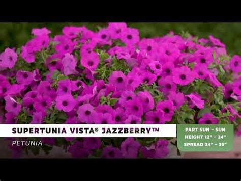 Proven Winners Supertunia Vista Jazzberry Petunia Hybrid Purple