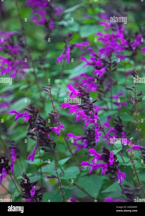 Salvia 'Amistad' Stock Photo - Alamy