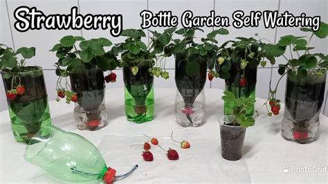 How To Make Self Watering Plastic Bottle Strawberry YouTube