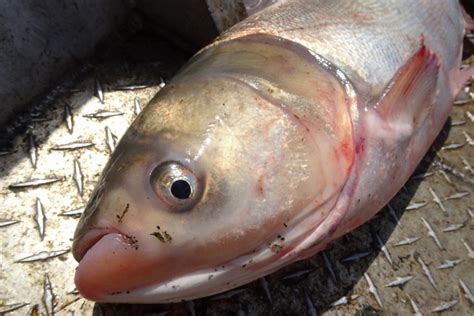 Silver Carp Asian Carp Canada