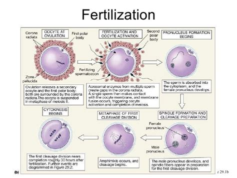 Fertilization