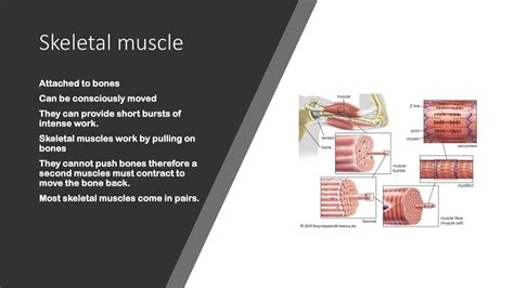 Skeletal Systems How Do The Muscular And Skeletal Systems Work Together