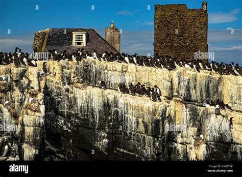 Brownsman Island Farne Islands Northumberland England Stock Photo