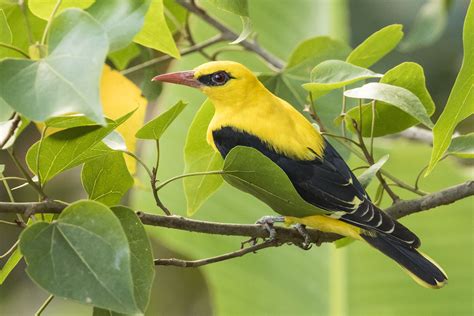 Indian golden oriole | Rahul Alvares