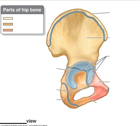 Lateral View Of Os Coxa Hip Bone Diagram Quizlet