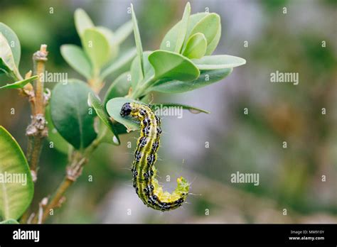 Cydalima Perspectalis Know As Box Tree Moth Stock Photo Alamy