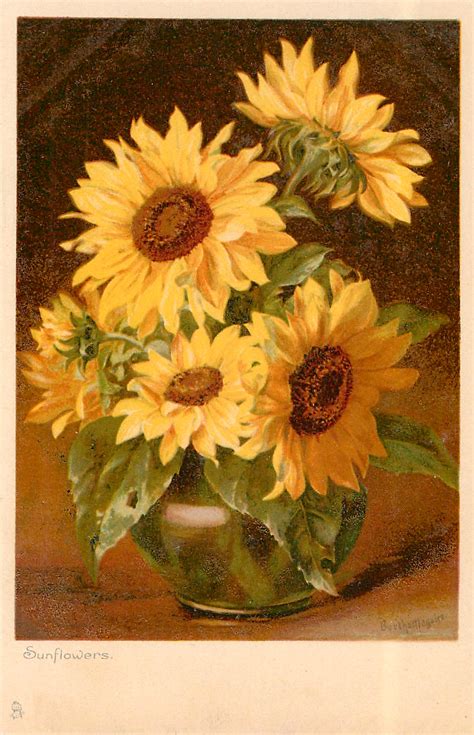 12 Sunflower Images Beautiful Pictures The Graphics Fairy