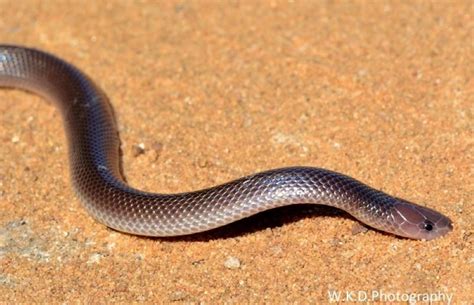 God's 'Little'Creatures - Southern Stiletto Snake | Southlands Sun