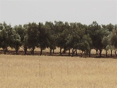 Olive Cultivation Astromeritis