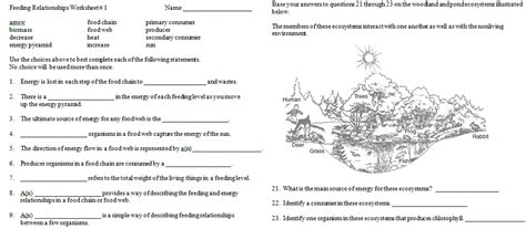 Feeding Relationships Worksheets Review Worksheets Library