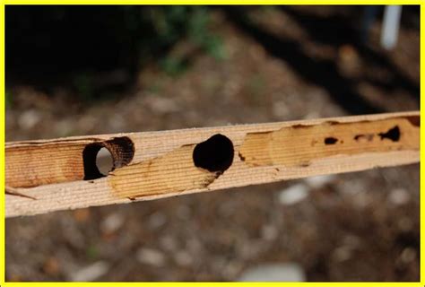 Carpenter Bee Damage To House