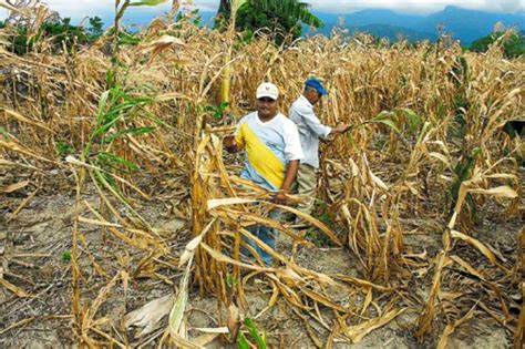 Familias Y Mil Hect Reas De Cultivos Est N Afectadas Por La