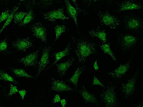 Abi Antibody Guideline Sino Biological