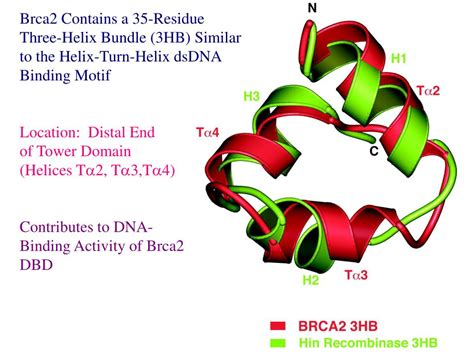 PPT The OB Fold Oligonucleotide Oligosaccharide Binding Fold In