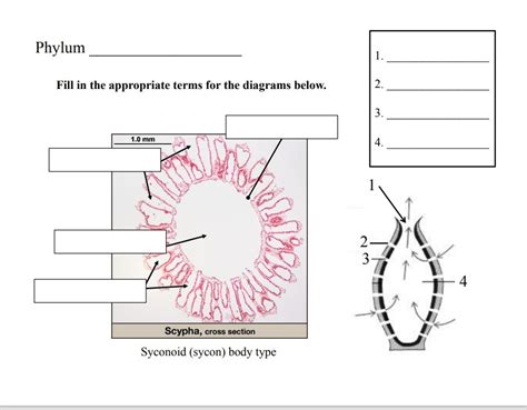 Sycon Diagram Diagram | Quizlet