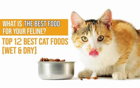 Best Cat Food In October 2024 Guide And Reviews Of Top Products