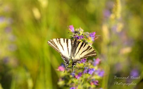 Papillon Iphiclides Podalirius Le Flamb Bernard Vassel Flickr