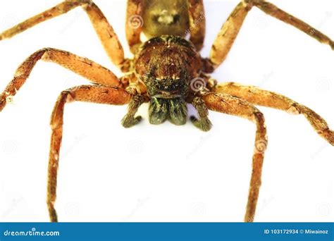 Huntsman Spider in Australia Stock Photo - Image of fauna, arachnida ...