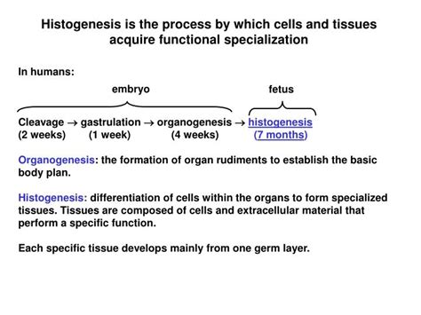 PPT Histogenesis Is The Process By Which Cells And Tissues Acquire