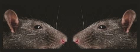 The Other Reason Rats Sniff Each Other Live Science