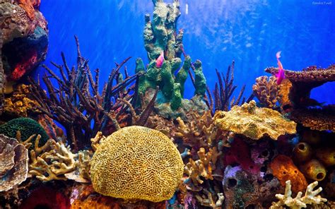 Paisajes Cozumel Snorkeling Top Beach Destinations