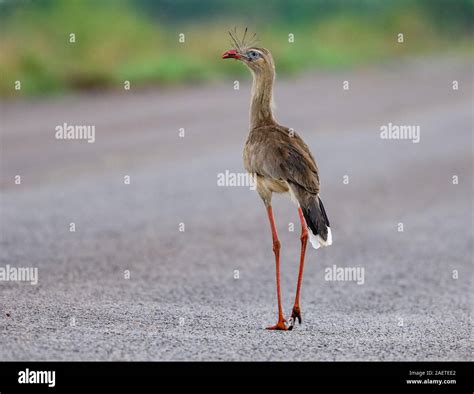 A Red Legged Seriema Cariama Cristata Standing In The Middle Of The