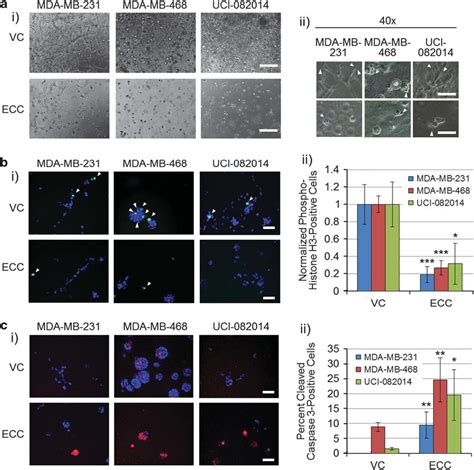 Ecc Inhibits Tnbc Cell Invasiveness Decreases Proliferation And