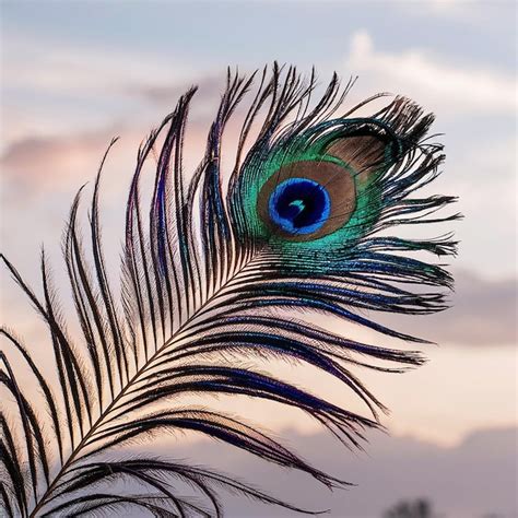 Premium Photo A Peacock Feather With A Blue And Green Peacock Feather