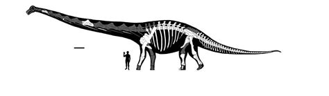 B.C: An Incredible Fossil Of A New Species Of Sauropod