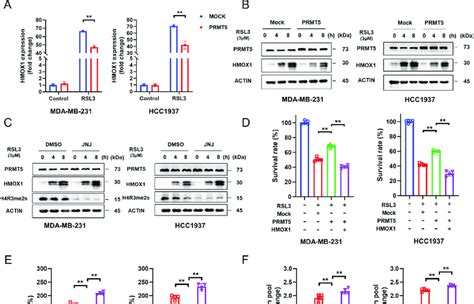 Prmt Suppresses The Ferroptosis Of Tnbc Cells By Downregulating Hmox