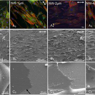 Cellular Adhesion And The Alignment Of The Hcms On The Lip Modified