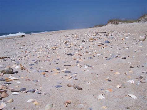 One Of The Best Spots To Find Shellsocracoke Island Nc Vacation