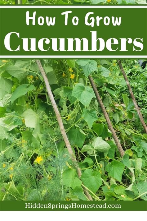 Cucumber Growing Tips