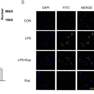 Effects Of Eupatilin On JAK2 STAT3 Signaling Pathways In RAW264 7