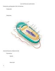 Biol Sp Lecture Notes Exam Prokaryotic Cell Structure