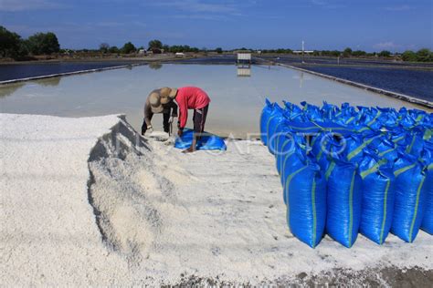 Harga Garam Di Sidoarjo Anjlok Antara Foto