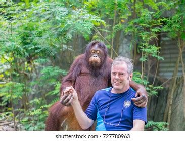 11 Orangutan human interaction Images, Stock Photos & Vectors ...